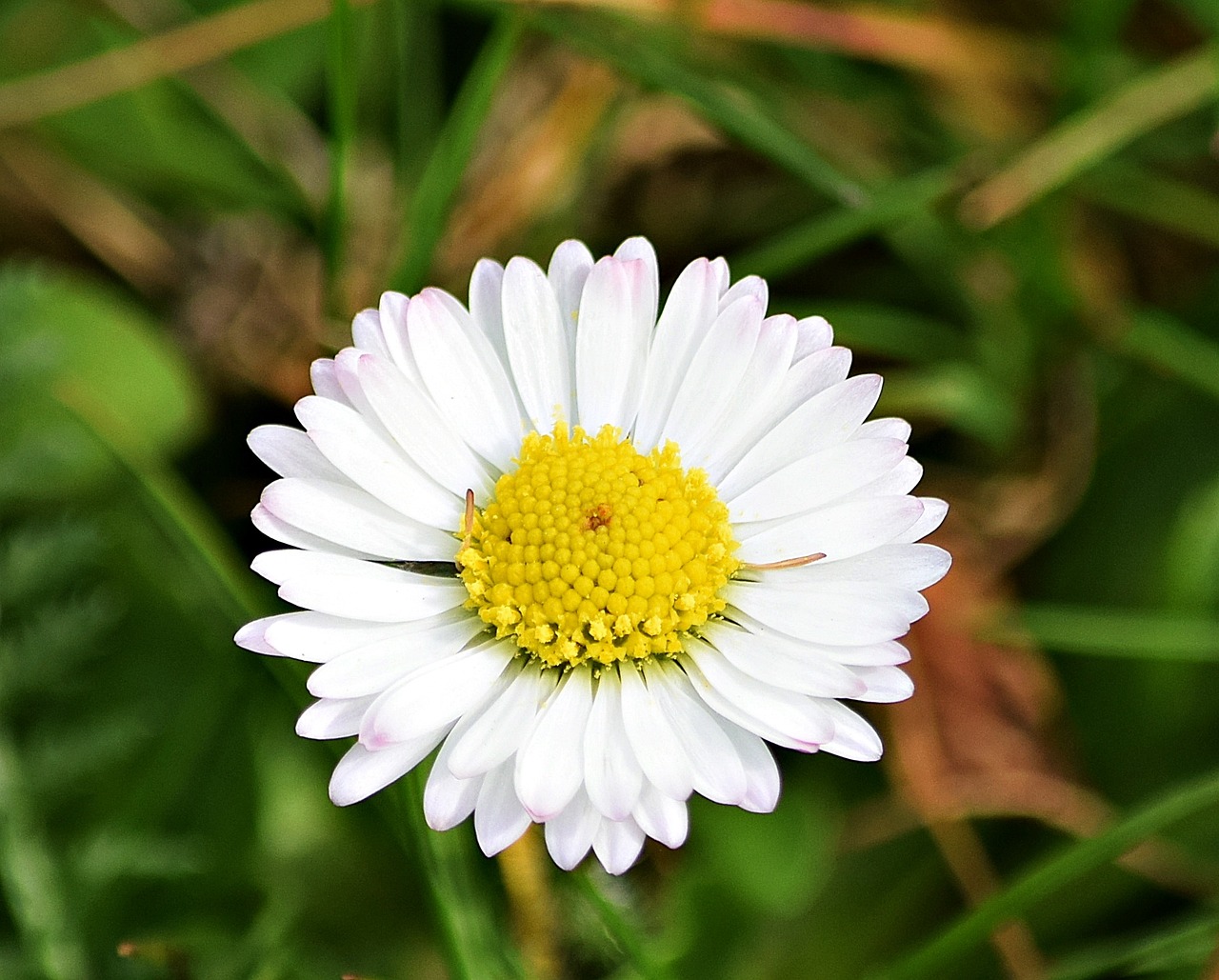 十八姑娘一朵花 五颜六色景如画代表什么生肖，确保成语解释落实的问题_经典版83.889