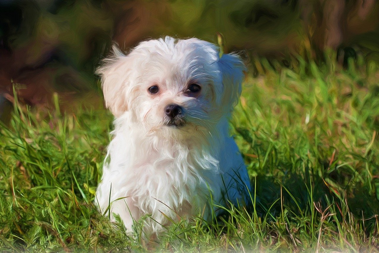 画虎不成反类犬,挟泰山以超北海打一最佳准确生肖，确保成语解释落实的问题_精简版23.134