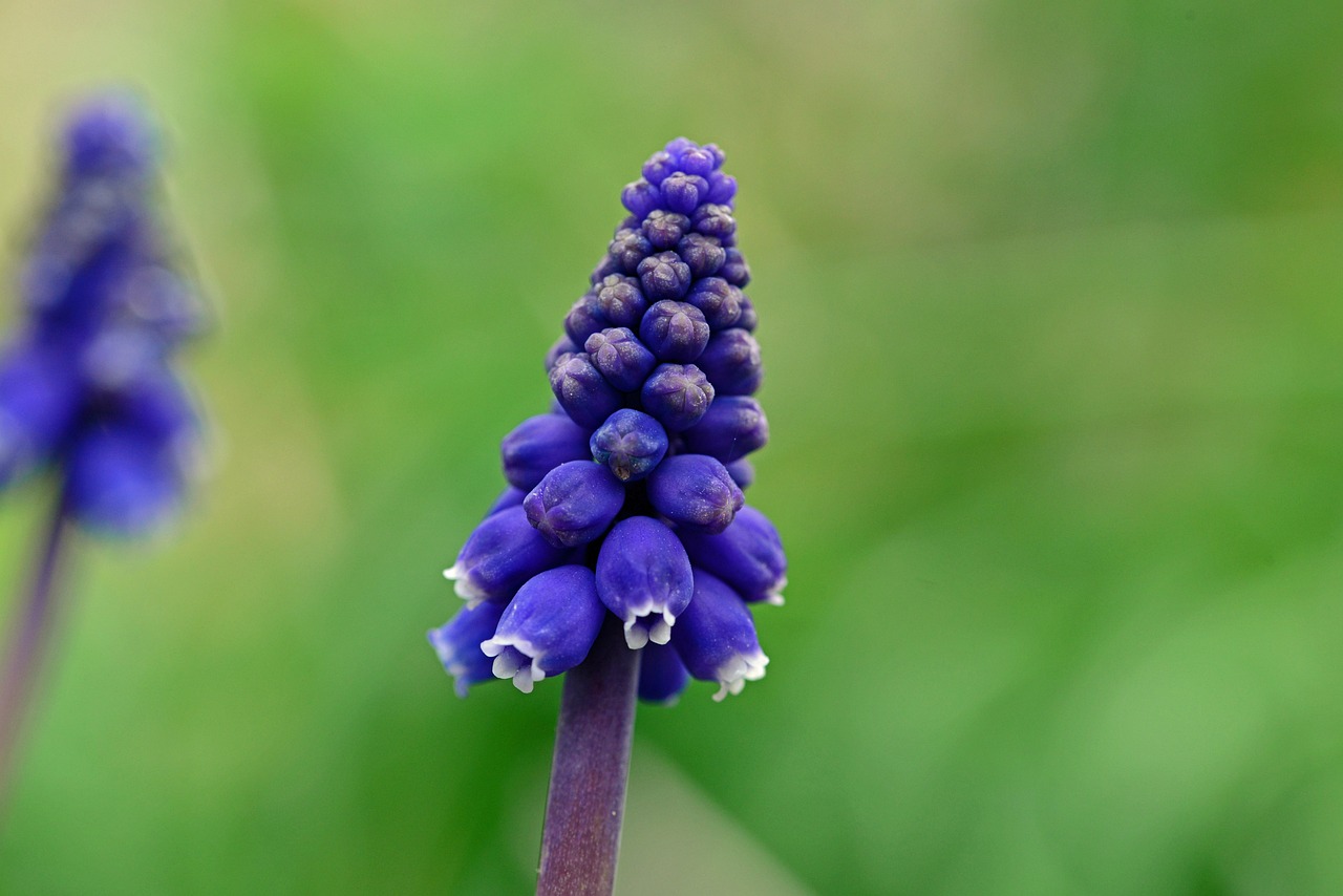 十八姑娘一朵花 五颜六色景如画代表什么生肖，确保成语解释落实的问题_HD28.785