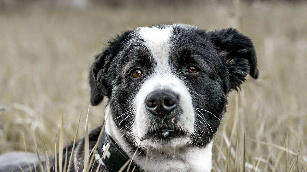 画蛇添足反类犬,绿波有望出旺码打一最佳准确生肖，绝对经典解释落实_标准版00.328