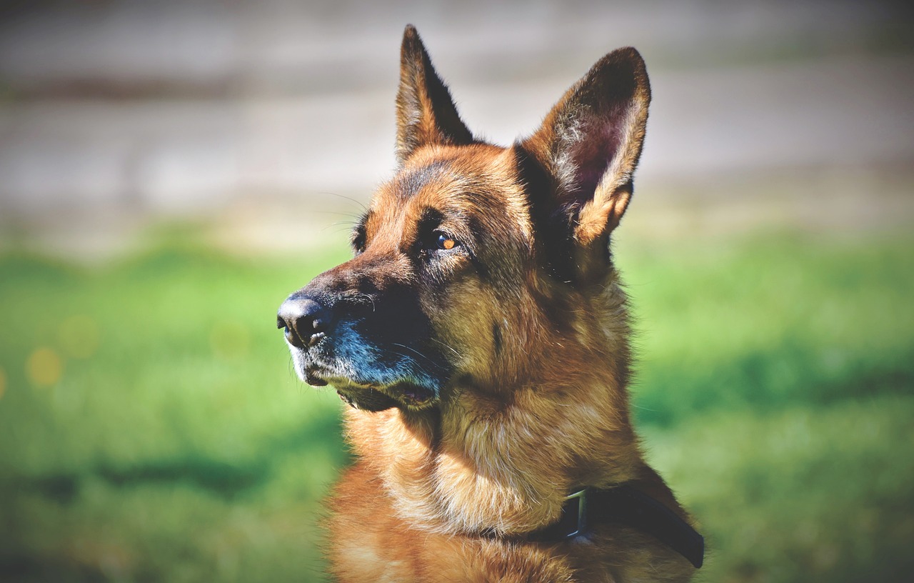 画虎不成反类犬,挟泰山以超北海打一最佳准确生肖，收益成语分析落实_粉丝版22.216