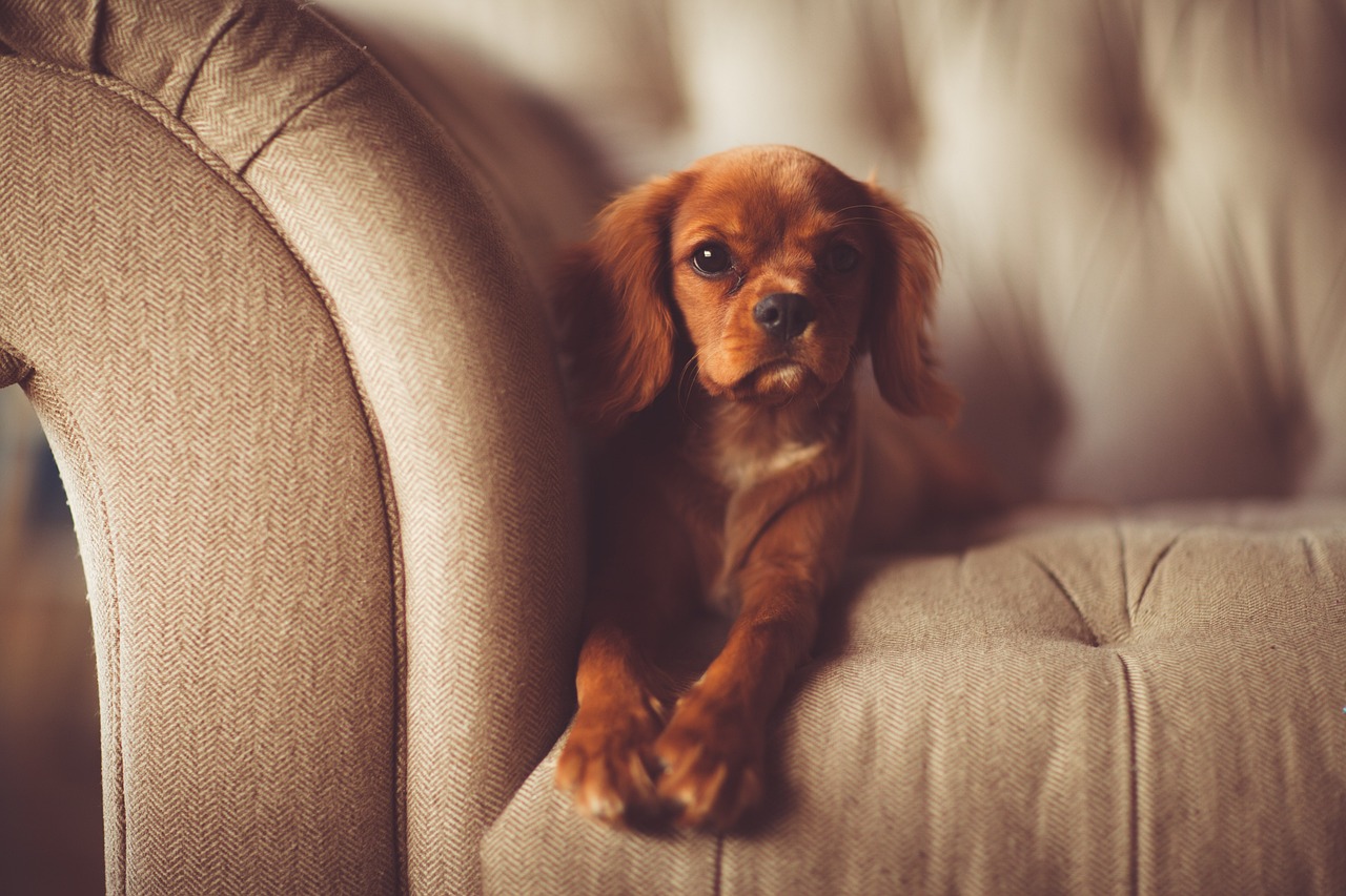 画蛇添足反类犬,绿波有望出旺码打一最佳准确生肖，最新热门解答落实_ios12.985