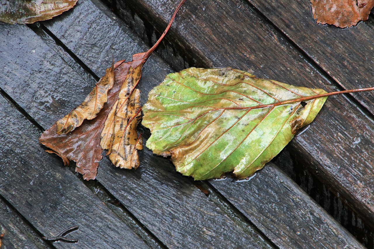 冷霞无声湿桂花是打一最佳生肖，涵盖了广泛的解释落实方法_经典版82.591