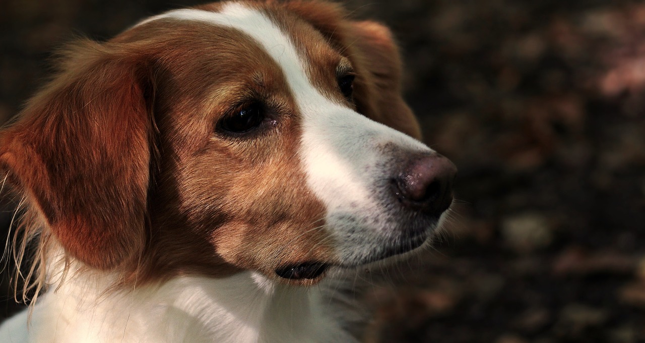 画蛇添足反类犬,绿波有望出旺码打一最佳准确生肖，确保成语解释落实的问题_专业版47.021