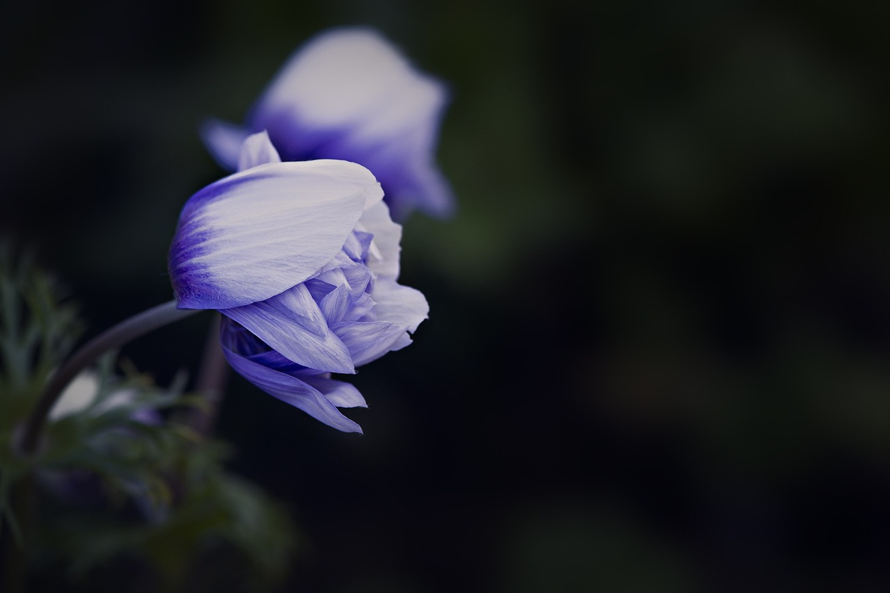 天空艳阳照我家，春晖又红万朵花打一个准确生肖，绝对经典解释落实_精英版06.512